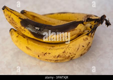 Mazzo di banane gialle sovramature con estesa decadenza nera sulla buccia e larve di insetti visibili. Primo piano di frutta tropicale in deterioramento illustrati Foto Stock