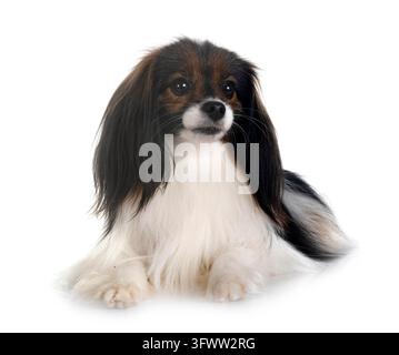Phalene papillon cane davanti a uno sfondo bianco Foto Stock