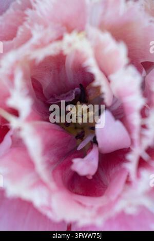 Primo piano di un tulipano rosa con bordi bianchi e frangiati e centro sfocato, vivaio di tulipani, Olanda, Paesi Bassi Foto Stock