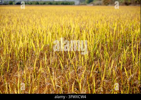 Campo di riso dorato con spighe mature di paddy che ondeggiano dolcemente alla luce del sole autunnale. Foto Stock