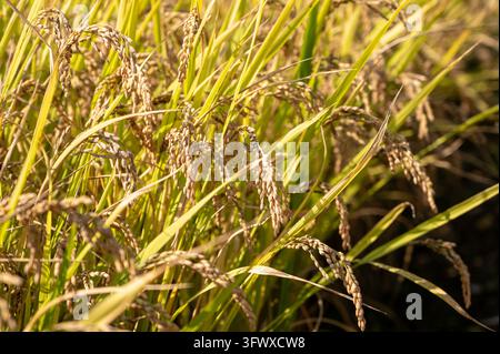 Campo di riso dorato con spighe mature di paddy che ondeggiano dolcemente alla luce del sole autunnale. Foto Stock