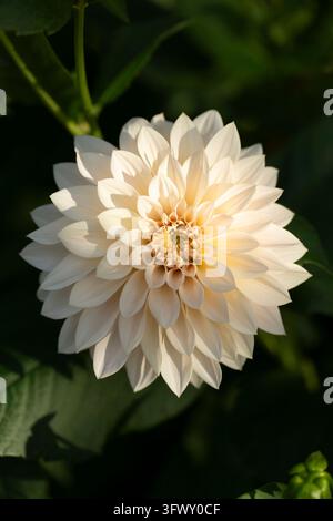 Dahlia 'Cafe Au Lait' che cresce in un giardino nel Worcestershire, Regno Unito. Foto Stock