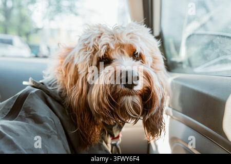 Simpatico cane Cavapoo, Labradoodle o Goldendoodle marrone e riccio che viaggia in macchina Foto Stock