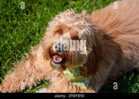 Un ritratto ravvicinato di un simpatico cane Doodle marrone riccio, come un Cavapoo, un Labradoodle o un Goldendoodle, in piedi in un giardino con erba verde rigogliosa Foto Stock