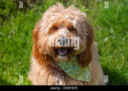 Un ritratto ravvicinato di un simpatico cane Doodle marrone riccio, come un Cavapoo, un Labradoodle o un Goldendoodle, in piedi in un giardino con erba verde rigogliosa Foto Stock