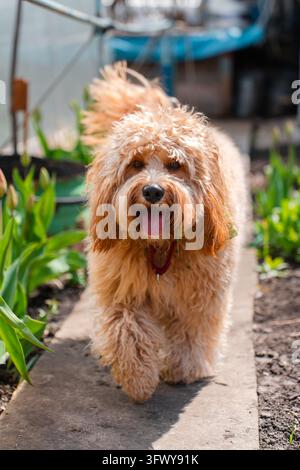Un ritratto ravvicinato di un simpatico cane Doodle marrone riccio, come un Cavapoo, un Labradoodle o un Goldendoodle, in piedi in un giardino con erba verde rigogliosa Foto Stock