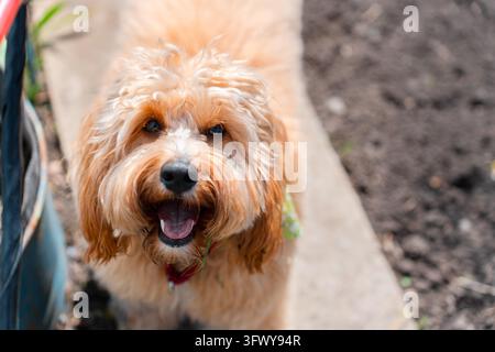 Un ritratto ravvicinato di un simpatico cane Doodle marrone riccio, come un Cavapoo, un Labradoodle o un Goldendoodle, in piedi in un giardino con erba verde rigogliosa Foto Stock