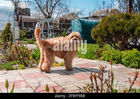Un ritratto ravvicinato di un simpatico cane Doodle marrone riccio, come un Cavapoo, un Labradoodle o un Goldendoodle, in piedi in un giardino con erba verde rigogliosa Foto Stock