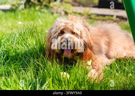 Un ritratto ravvicinato di un simpatico cane Doodle marrone riccio, come un Cavapoo, un Labradoodle o un Goldendoodle, in piedi in un giardino con erba verde rigogliosa Foto Stock