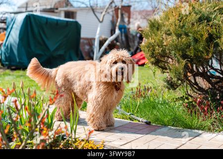 Un ritratto ravvicinato di un simpatico cane Doodle marrone riccio, come un Cavapoo, un Labradoodle o un Goldendoodle, in piedi in un giardino con erba verde rigogliosa Foto Stock