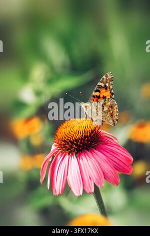 Foto macro di vista laterale di una farfalla Vanessa cardui seduta su una echinacea rosa alla luce naturale soffusa Foto Stock