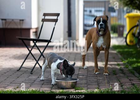 Un bulldog francese beve da una ciotola di metallo su un patio di mattoni illuminato dal sole mentre un boxer vigile si trova nelle vicinanze, catturando un momento spontaneo di compagnia tra animali domestici Foto Stock