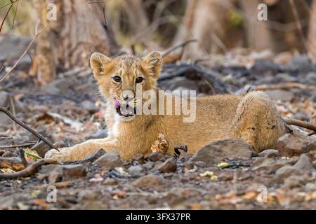 Cucciolo di leone asiatico selvatico, Panthera leo persica, che si lecca le labbra su terreno roccioso, Parco nazionale di Gir, Gujarat, India Foto Stock