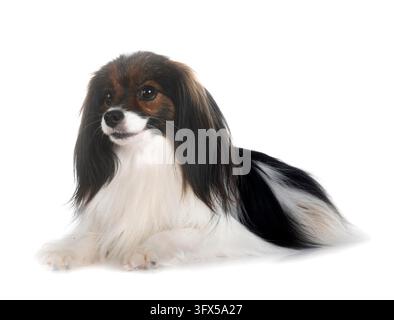 Phalene papillon cane davanti a uno sfondo bianco Foto Stock