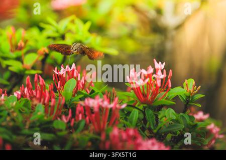 Un falena colibrì si libra con il proboscide esteso per nutrirsi di un grappolo di fiori di Ixora rosa nel parco Lai Chi Kok di Hong Kong Foto Stock