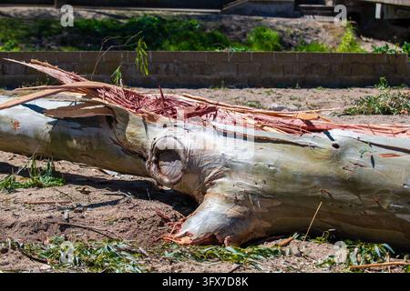 Vista ravvicinata di un tronco di eucalipto abbattuto con corteccia screpolata e una nodosità, sdraiato su terreno sabbioso dopo il taglio dell'albero Foto Stock