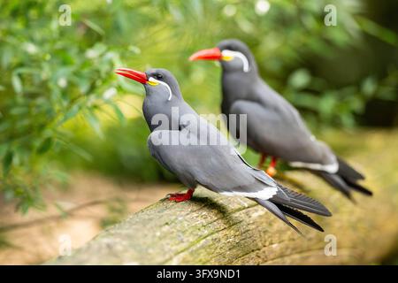 Terna inca (Larosterna inca) seduta su un vecchio legno, prigioniero, Zoo di Augusta, Germania, Europa Foto Stock