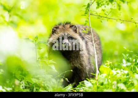 Cane procione comune (Nyctereutes procyonoides) in piedi nell'erba, Baviera, Germania, Europa Foto Stock