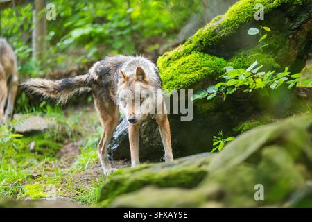 Capobranco di lupo eurasiatico (Canis lupus lupus) che segna il suo territorio in una foresta, Baviera, Germania, Europa Foto Stock