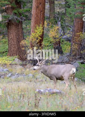 Cervo mula (Odocoileus hemionus) in una foresta autunnale, Parco nazionale delle Montagne Rocciose, Colorado, USA. Foto Stock