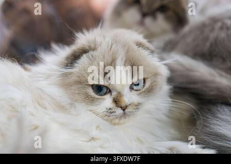 Immagine in primo piano di due gatti Highland Fold, uno bianco con segni fulvi e occhi azzurri, l'altro grigio Pelo morbido e ben curato, illuminazione delicata, verso l'alto vi Foto Stock