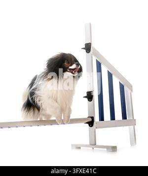 Phalene papillon cane davanti a uno sfondo bianco Foto Stock