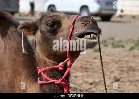 Primo piano della testa di un cammello nel deserto del Gobi, Mongolia Foto Stock