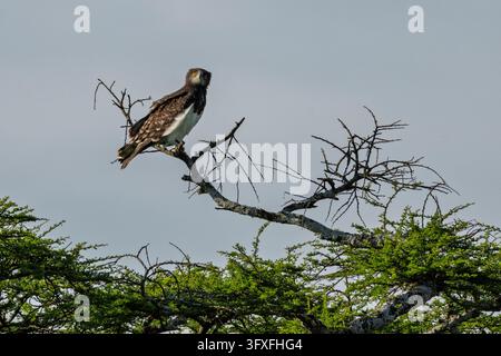 Aquila serpente dal petto nero (Circaetus pectoralis) appollaiata su un albero, Serengeti, Ndutu, Area di conservazione del Ngorongoro, Tanzania. Foto Stock
