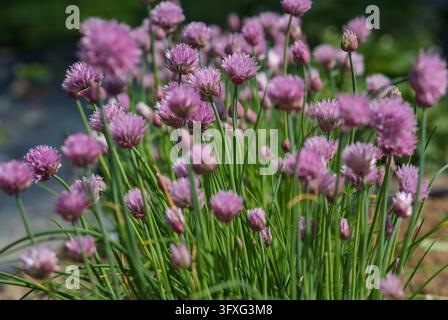 Erba cipollina in fiore (Allium schoenoprasum) con delicate fiori viola in un giardino soleggiato. Primo piano di erbe aromatiche in fiore alla luce naturale del sole con messa a fuoco poco profonda Foto Stock