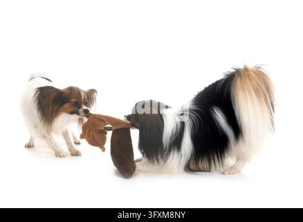Phalene papillon cane davanti a uno sfondo bianco Foto Stock