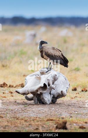 Un avvoltoio dalla schiena bianca (Gyps africanus) seduto su uno scheletro di elefante, Parco nazionale di Nxai Pan, Ngamiland, Botswana Foto Stock