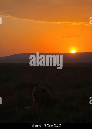 Il leone si staglia in erba alta al crepuscolo, contro un vivace cielo arancione e giallo in un ampio paesaggio africano Foto Stock