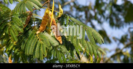 La foglia bipinnata simile a una felce e le capsule di semi piatte e simili alla carta di un albero di seta persiano (Albizia julibrissin, comunemente chiamato anche albero di mimosa.) Foto Stock
