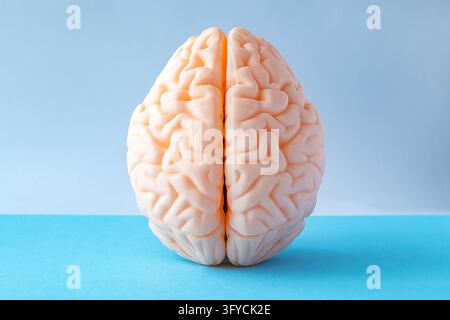 Modello di cervello che mostra l'anatomia umana su uno sfondo blu pulito da studio Foto Stock