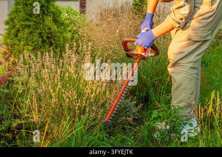Indossando guanti da lavoro e abiti protettivi, un giardiniere modella piante bordura dense accanto a una conifera nella calda luce del pomeriggio in un cortile residenziale Foto Stock