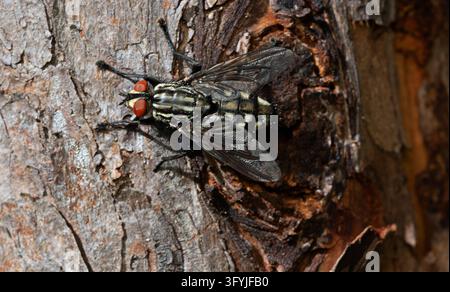 Una mosca carnaria comune (Sarcophaga carnaria) con occhi rossi e un torace striato si posa su una corteccia ruvida in primo piano. Foto Stock