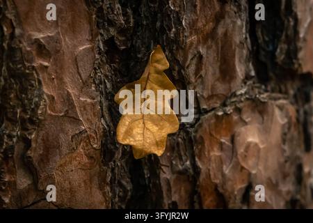 Una singola foglia di quercia dorata e marrone si attacca alla ruvida corteccia scura di un albero, mostrando le intricate texture sia delle vene della foglia che della superficie dell'albero Foto Stock