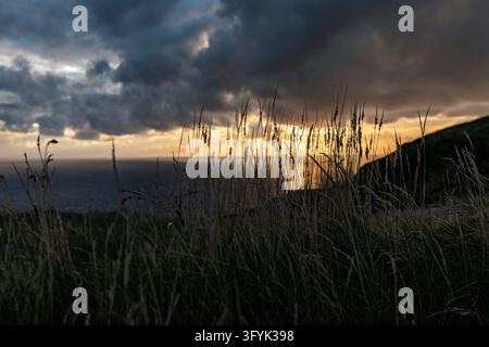 Alte erbe selvatiche si stagliano contro un cielo tempestoso al tramonto sull'Oceano Atlantico su una scogliera delle Cliffs of Moher, Contea di Clare, Irlanda Foto Stock