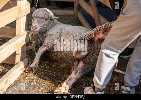 Un pecora domestica (montone) poco collaborativo resiste a essere tirato fuori dal suo recinto di legno da un addestratore, sdraiandosi ostinatamente sul terreno coperto di paglia. Foto Stock