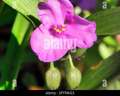 Una vibrante fiore di spigola viola Tradescantia virginiana che fiorisce naturalmente nel suo habitat all'interno del Parco Nazionale di Shenandoah, Virginia, USA. Conosciuta anche come spigola della Virginia, questa fiore selvatica perenne nativa del Nord America presenta distintivi fiori a tre petali blu-violetto con filamenti gialli brillanti. Le piante di spigola crescono frequentemente in gruppi nelle aree boschive, prati e campi erbosi, fiorendo dalla tarda primavera alla metà dell'estate in tutto l'est del Nord America. Una versione ottimizzata di un'immagine del US National Park Service. Credit: NPS Foto Stock
