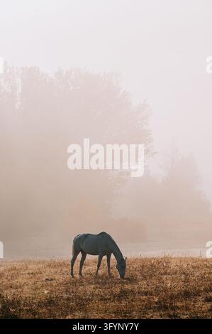 Un singolo cavallo grigio che pascola in un pascolo autunnale secco in una fitta nebbia mattutina calda. Foto Stock