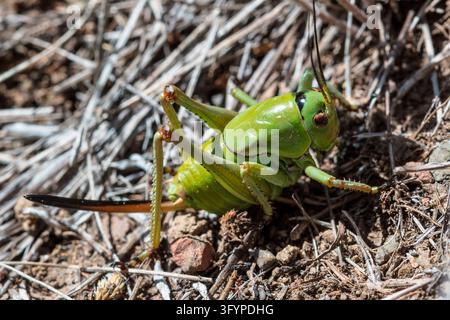 Una fotografia macro che ritrae un grillo mormone Anabrus simplex in riposo sulla vegetazione del suolo nello Yellowstone National Park, USA. Nonostante il suo nome, il grillo mormone è in realtà un grosso insetto non volatore con elitre sclerificate, nativo dell'America occidentale. Questi insetti appartengono alla famiglia degli Ortotteri Tettigoniidae e possono formare enormi sciami che si muovono attraverso il paesaggio, nutrendosi di una vasta gamma di piante e vegetazione. Essi rappresentano una fonte alimentare importante per molte specie di uccelli locali e piccoli mammiferi Una versione ottimizzata di un'immagine del US National Park Service. Credit: NPS / J Frank Foto Stock