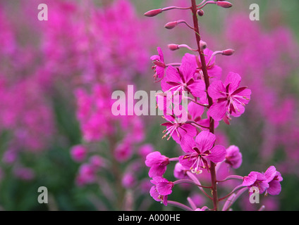 Close up di Purple Loosestrife fiori Foto Stock