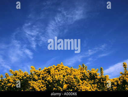 Gorse giallo contro il cielo blu Foto Stock