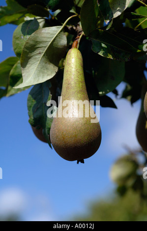 Conferenza di pere maturazione su albero contro il cielo blu Foto Stock
