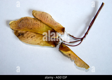 Sicomoro frutti semi alati dispersa dal vento Acer pseudoplatanus Foto Stock