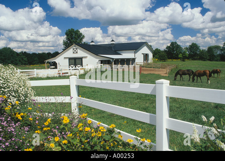 Bianco caratteristico fienile e giardino con i cavalli pascolano in alpeggio della casa rurale, Missouri USA Foto Stock