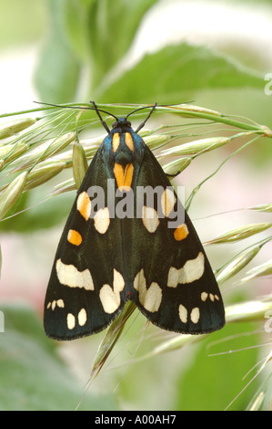 Scarlet Tiger Moth in appoggio sull'erba a Berkshire lato canale Foto Stock