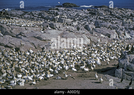 Cape Gannet Sula capensis colonia in Lamberts Bay in Sud Africa Foto Stock