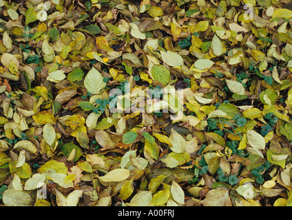 Foglie di autunno nel Regno Unito Foto Stock